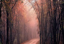 加克波在荷兰队37场直接参与21球，仅次于亨特拉尔.